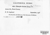 Laccaria laccata image